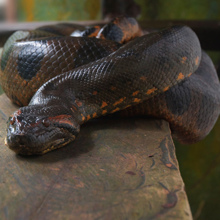 amazon anaconda