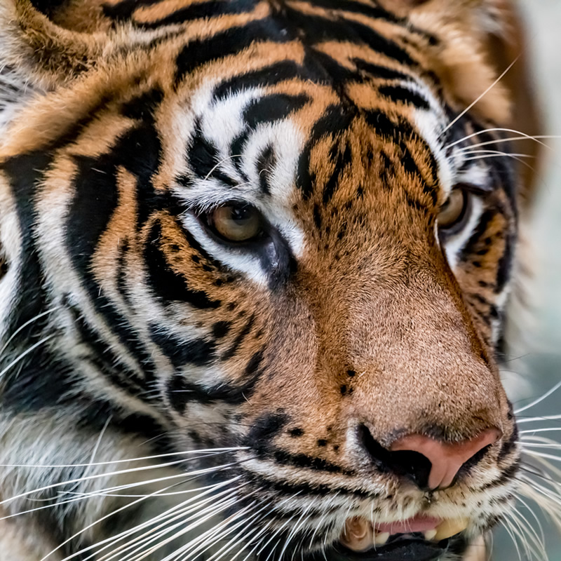 Bengal Tiger | Rainforest Animals