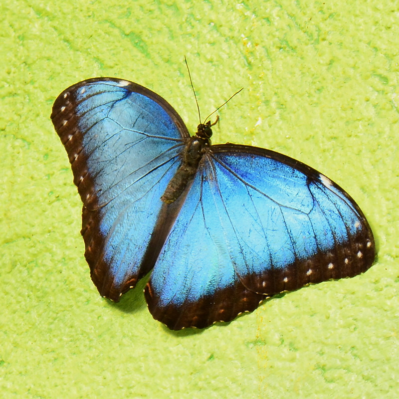 Blue Morpho Butterfly | Rainforest Animals