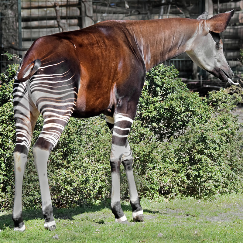 Okapi | Rainforest Animals