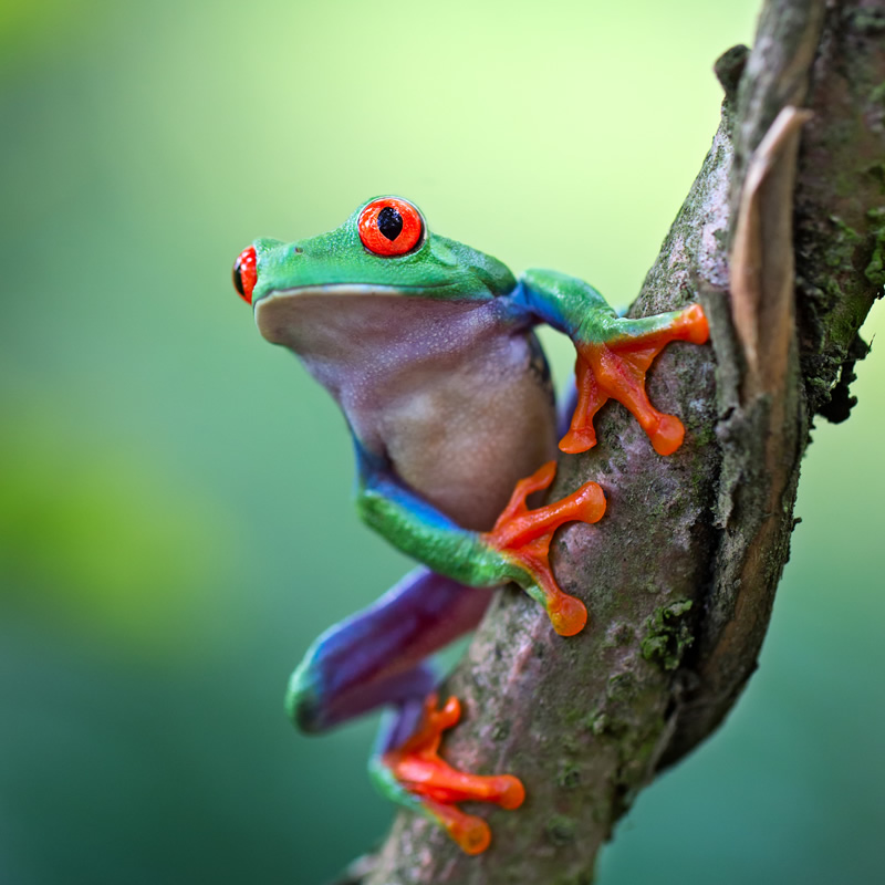 Red-Eyed Tree Frog | Rainforest Animals
