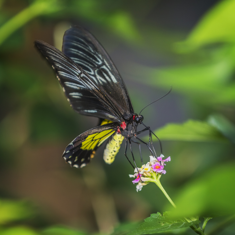 Queen Alexandra's Birdwing Butterfly