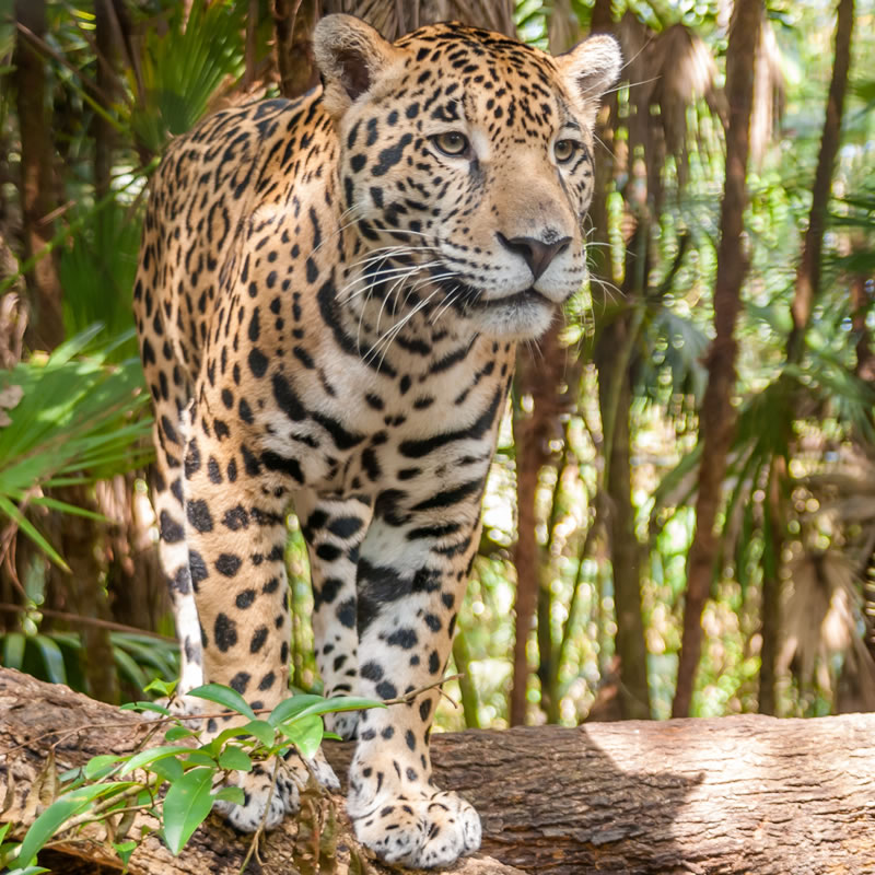 Jaguar Rainforest Animals